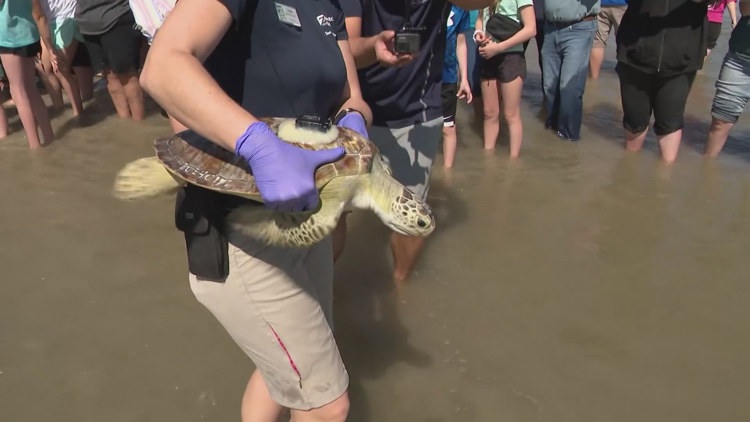 Sea turtle rehabilitation hospital, education center coming to Galveston Island