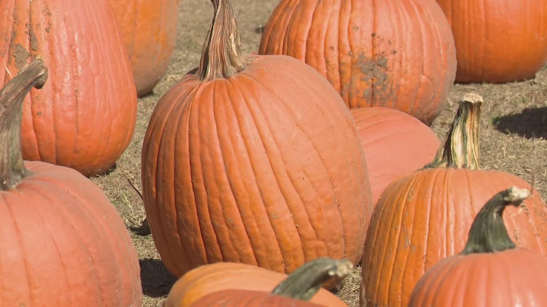 How extreme weather in the US may have affected the pumpkins you