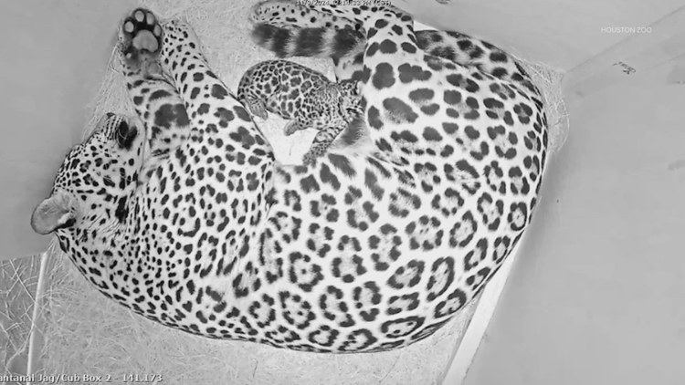 Purr-fect! Houston Zoo welcomes baby jaguar