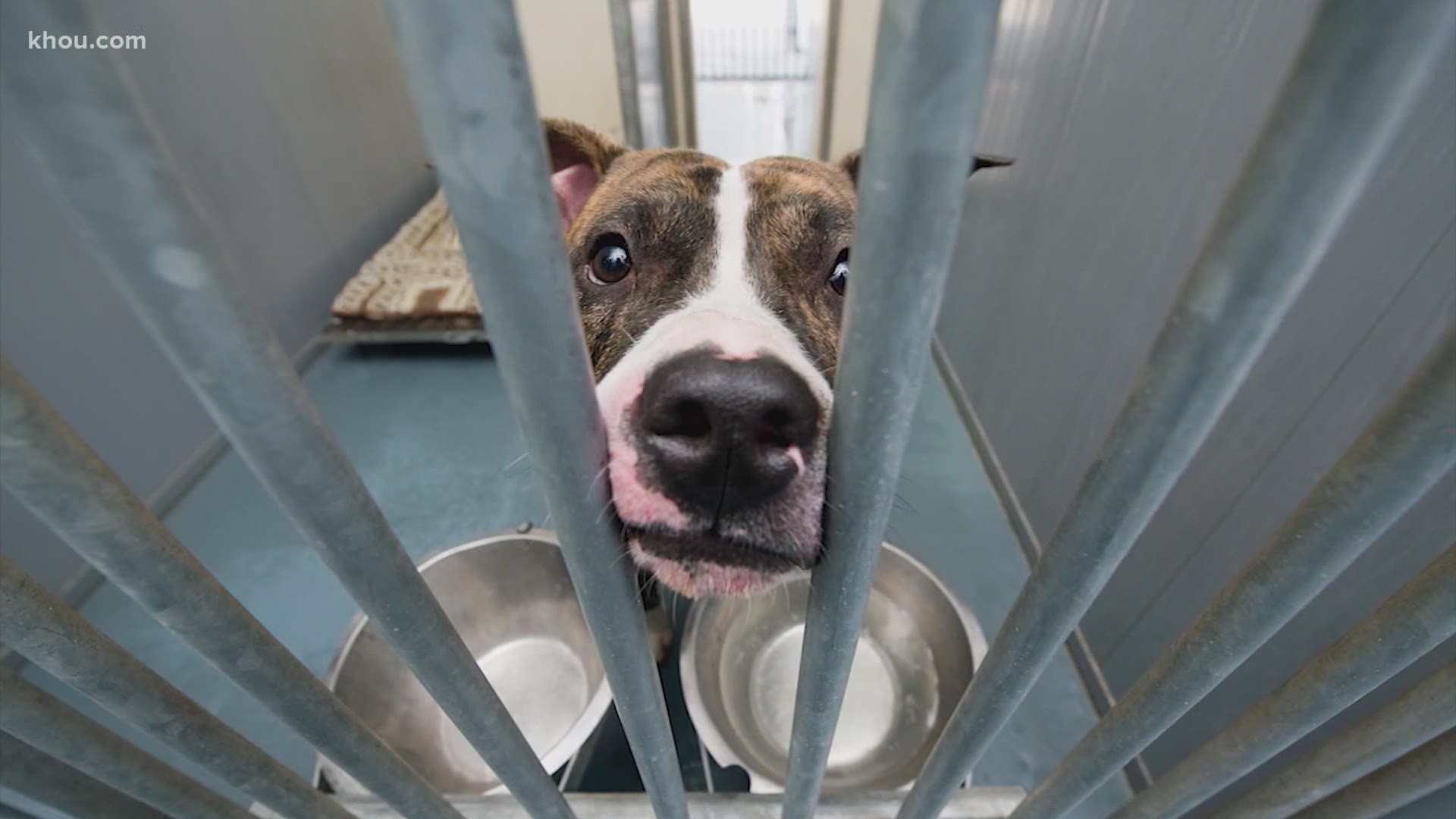 Houston animal shelters still have hundreds of animals that need homes. They're also seeing an increase in pet owners that need financial help.