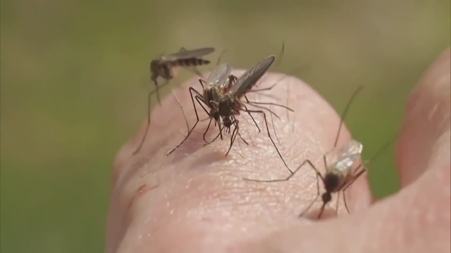 One viral TikTok video shows people using Irish Spring soap to keep mosquitoes away while enjoying the outdoors. 10TV's Karina Nova Verifies.