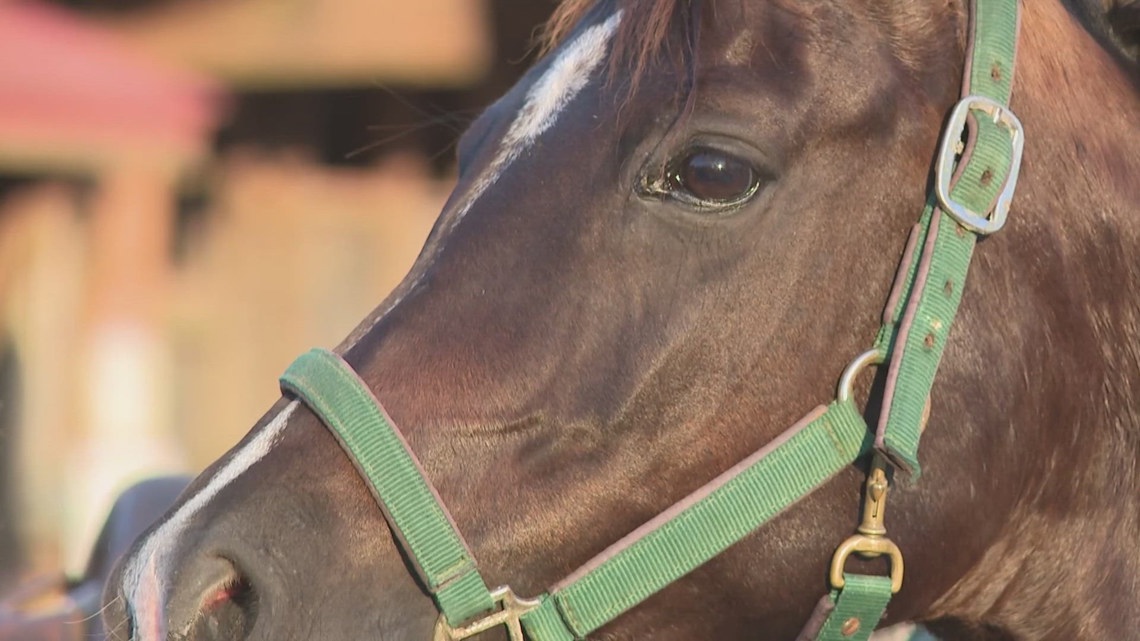 Christmas parades in Arkansas ban horses amid equine herpes outbreak concerns
