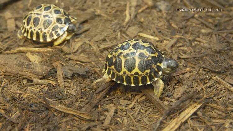 A 90-year-old tortoise named Mr Pickles is now a father of triplets