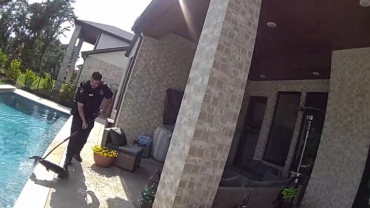 Fulshear police apprehend gator that was taking a dip in a backyard pool