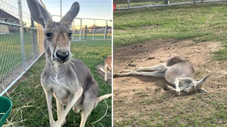 Have you seen Rowdy? Family searching for pet kangaroo missing from Sealy home