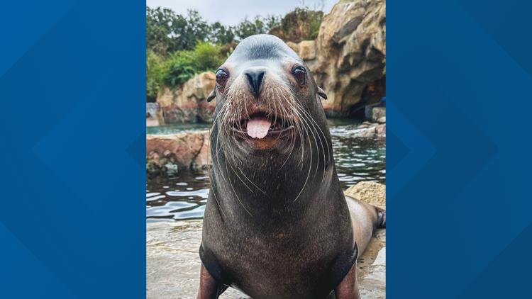 Gentle giant of the Gulf Coast: Houston Zoo mourns loss of beloved sea lion Jonah