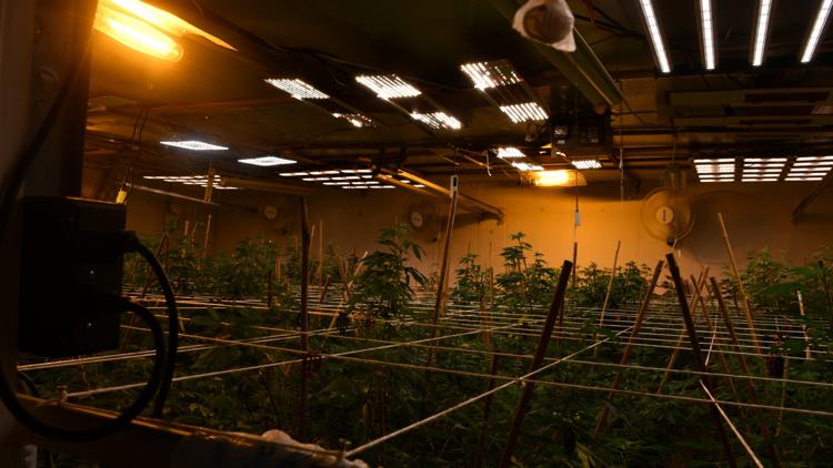 Investigators say vans and box trucks led them to massive grow operation in the Houston area