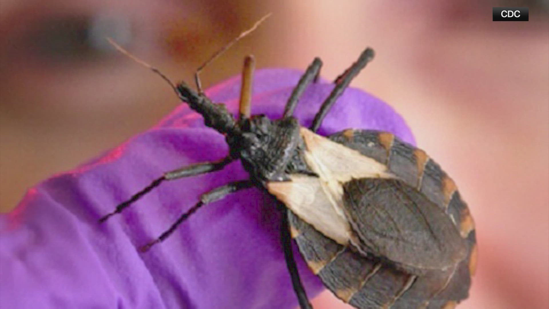 Researchers Say ‘Kissing Bug’ Disease Is Now Endemic In The U.S. - olzrizo
