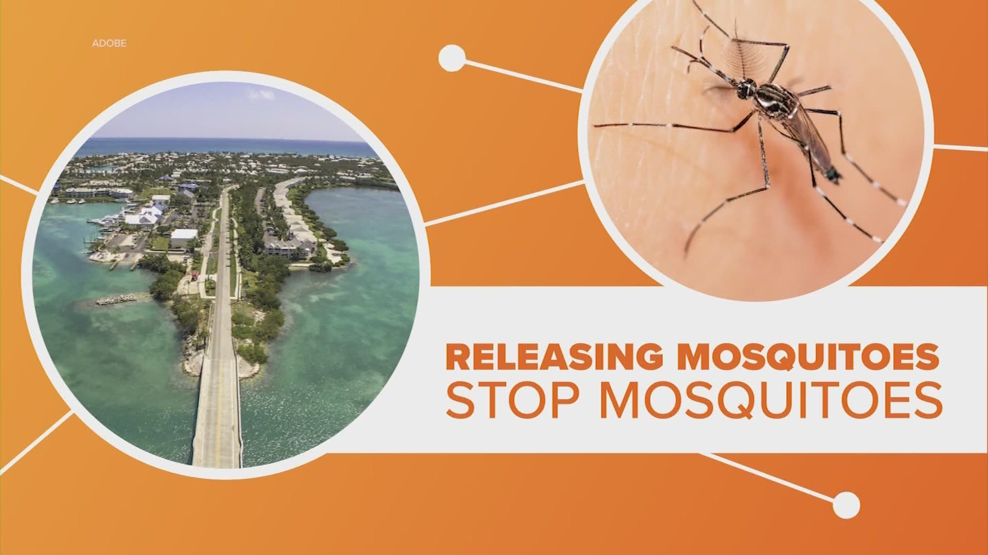 Florida will start releasing close to 150,000 genetically modified mosquitoes in an effort to kill off the mosquitoes that carry diseases like zika and yellow fever.