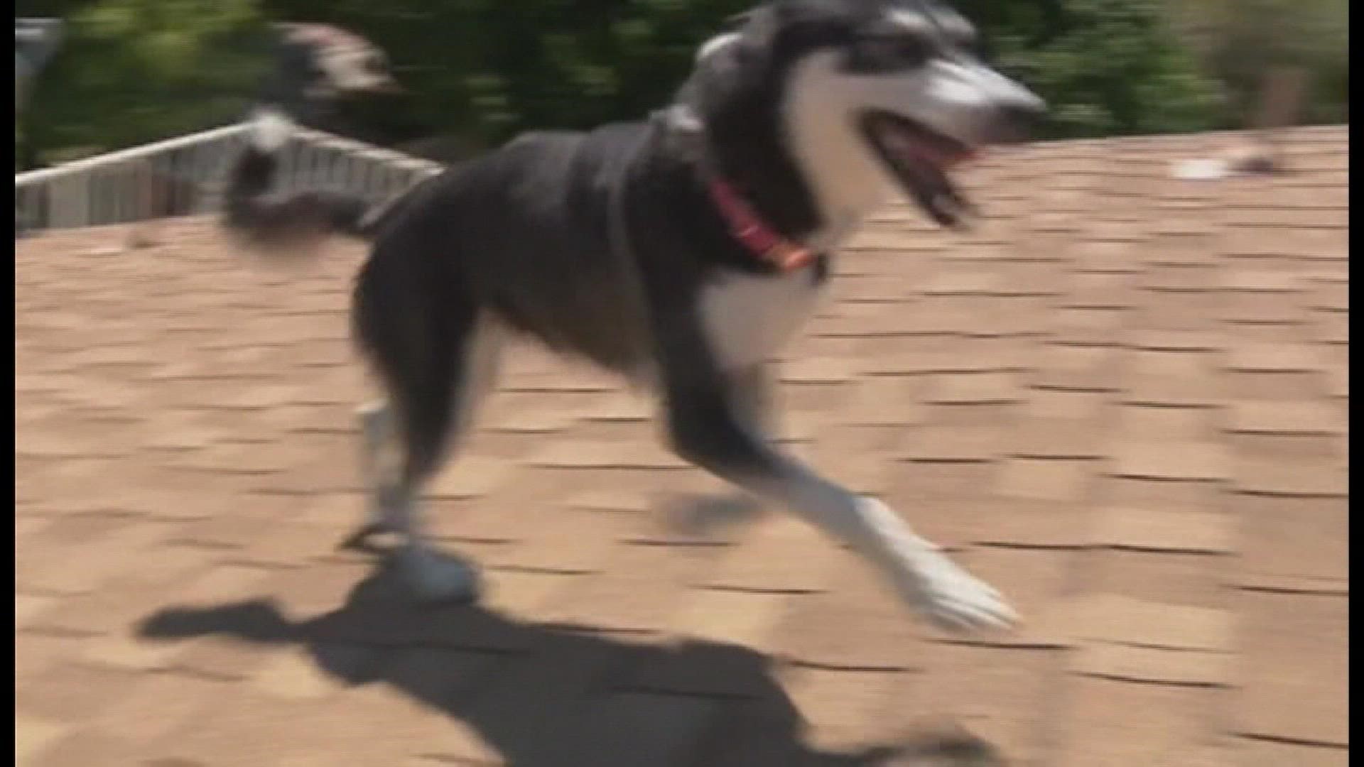 A dog that loves to hang on the roof of her house is becoming the talk of the town in Glendale, Arizona.