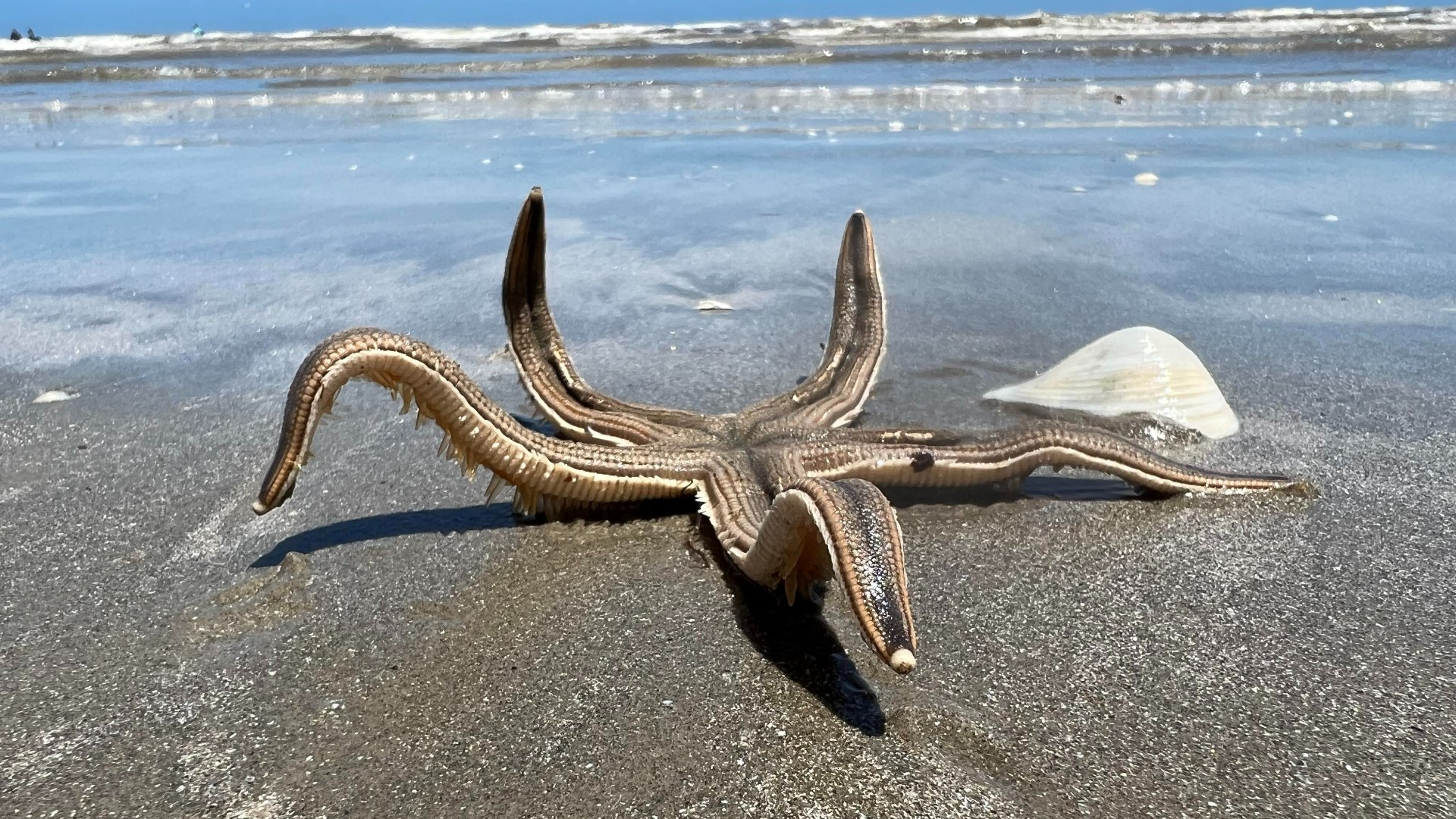 Gray sea stars usually grow about 12 inches long and also have the ability to regenerate an arm.