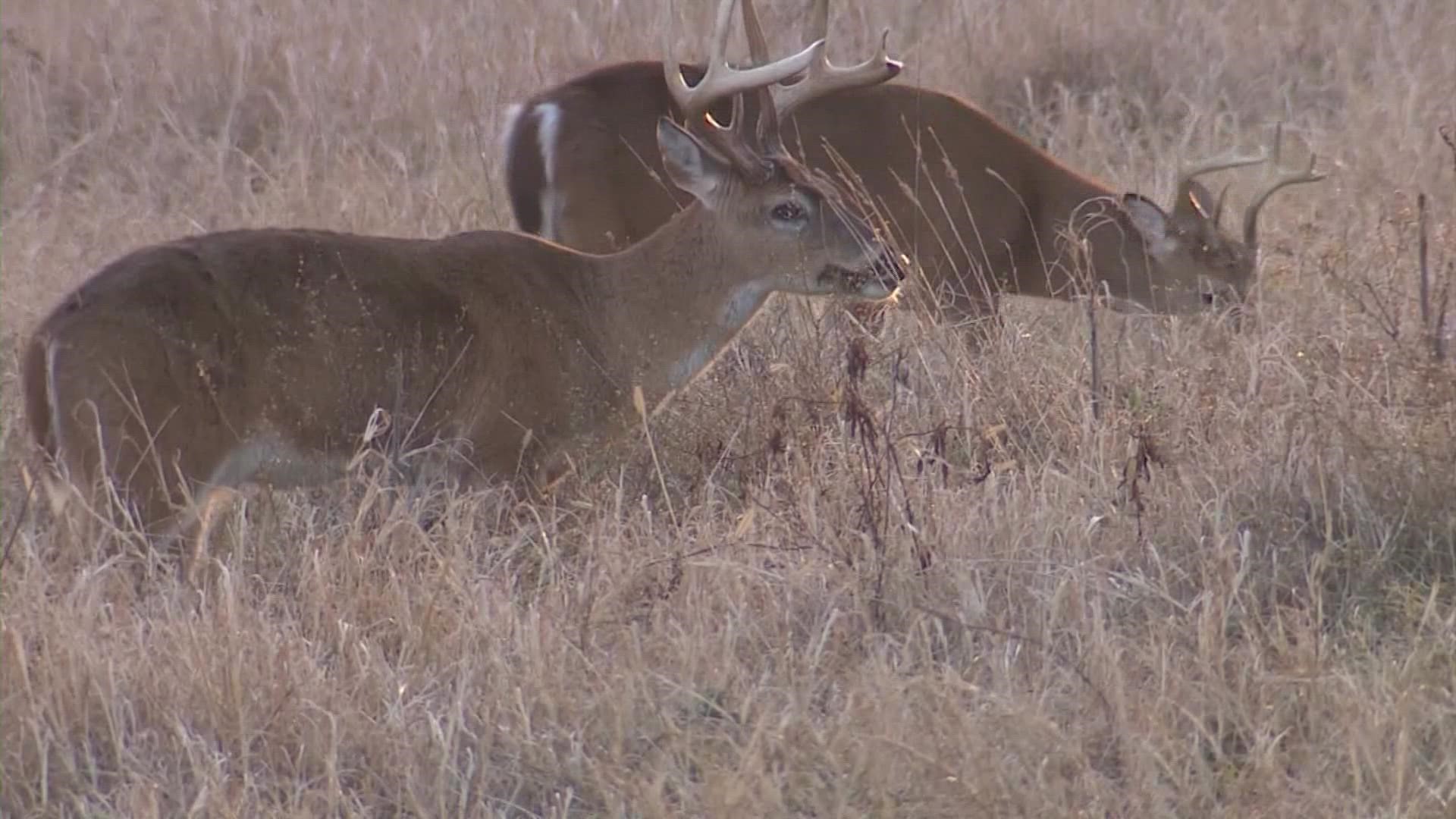 Deer in Texas haven't been tested and there's no proof the animals can transmit the virus to humans.
