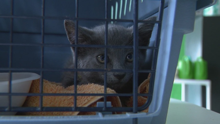 Suspected copper theft puts dozens of shelter animals at risk in Houston