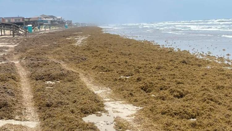 Sargassum seaweed piling up on Galveston and Surfside beaches as season ramps up