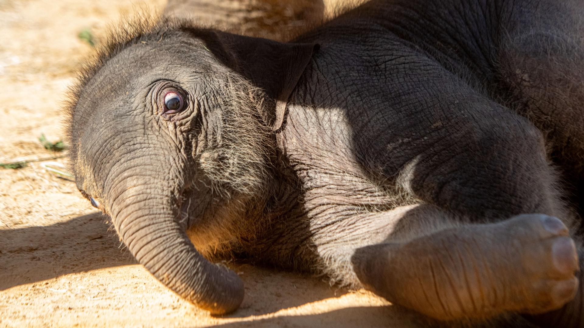 Since Kirby's birth on Nov. 15, she's captured the attention of fans with her playful personality. They call themselves the "Kirby Krew."