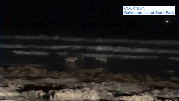 Galveston beachgoers were surprised to learn what these coyotes are doing
