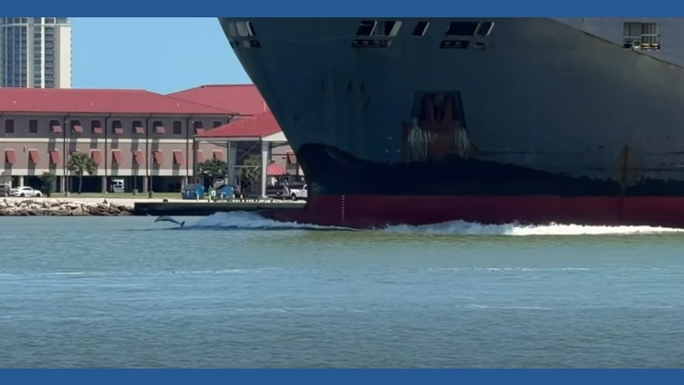 Dolphins delight onlookers in front of a huge ship near Pelican Island in Galveston