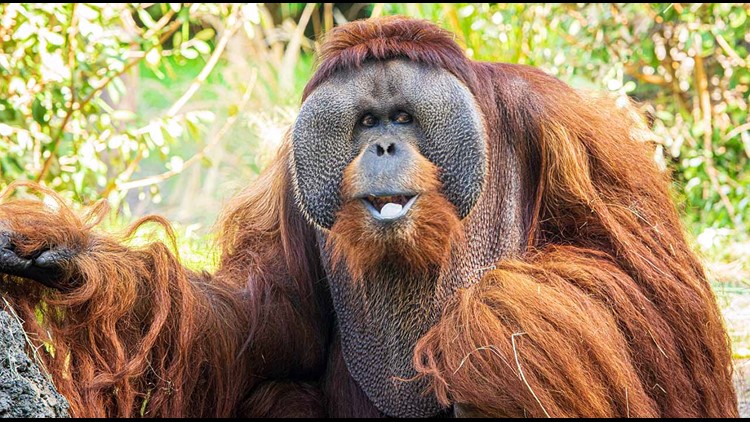 North America's oldest male orangutan dies at 45