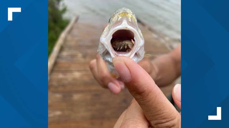 Tongue-eating parasite found inside mouth of fish at Texas state park