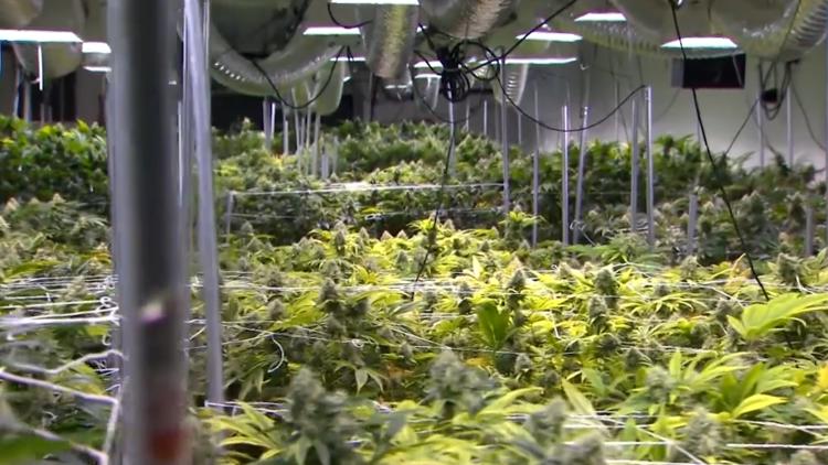 Houston voters to decide on marijuana enforcement, no-knock warrant restrictions