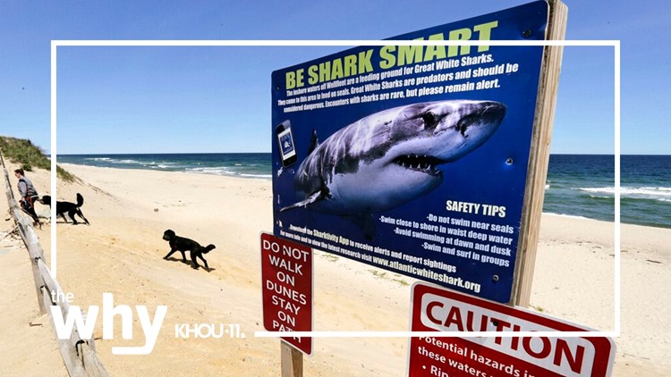 Why could recent shark attacks in the U.S. be a case of mistaken identity?