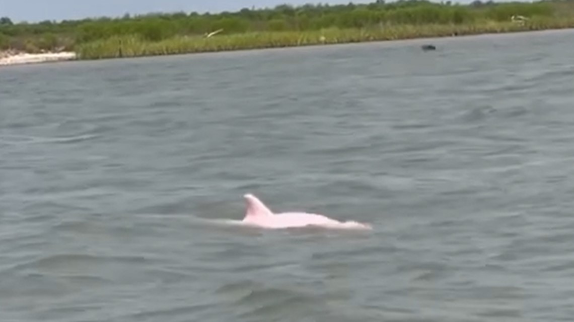 Pink dolphin in Louisiana: Houston fisherman sees rare sight - Vimarsana News