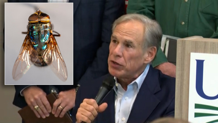 Texas officials deploy sterile flies as screwworm cases emerge in livestock