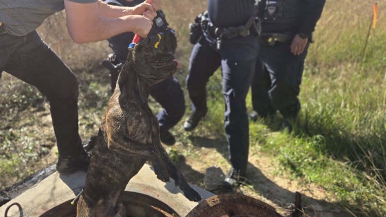 Witnesses tried to save man killed in dog attack at Katy park; woman and small child injured, deputies say