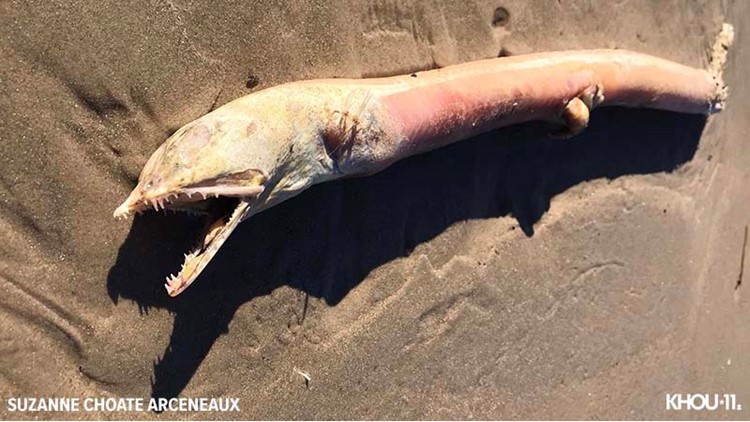 'Hell naw fish': Creature 'straight outta the depths of hell' found on Texas beach