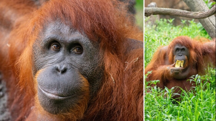 Houston Zoo mourning loss of elderly orangutan