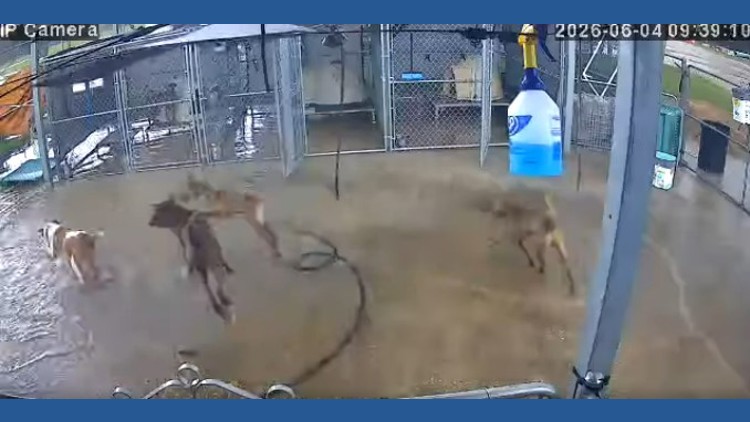 Rain? What rain? Nassau Bay Shelter dogs turn stormy day into a splash party