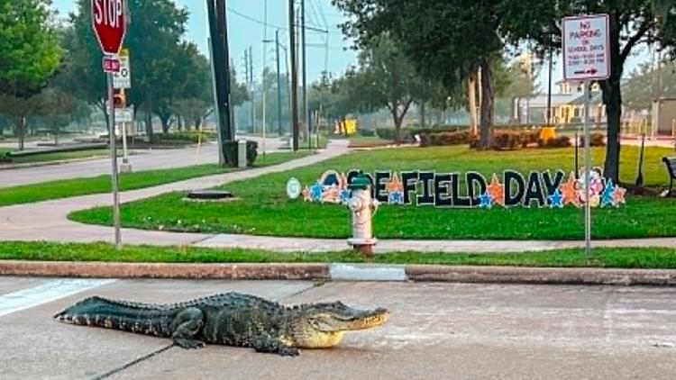 Another gator spotted in Sienna, this time right outside an elementary school