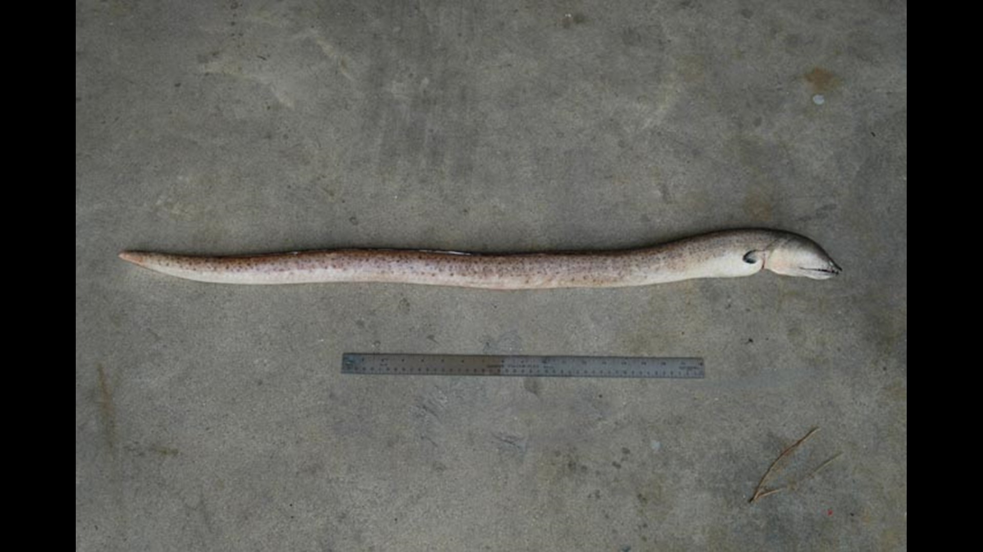 Photo of 'Scary' sea creature found on Bolivar Peninsula in Texas ...