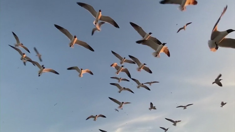 Peak migration brings millions of birds over Washington state skies this weekend