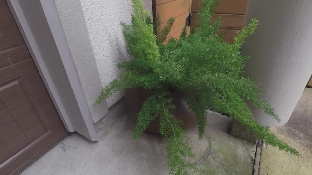 How to protect outdoor plants when freezing temps hit