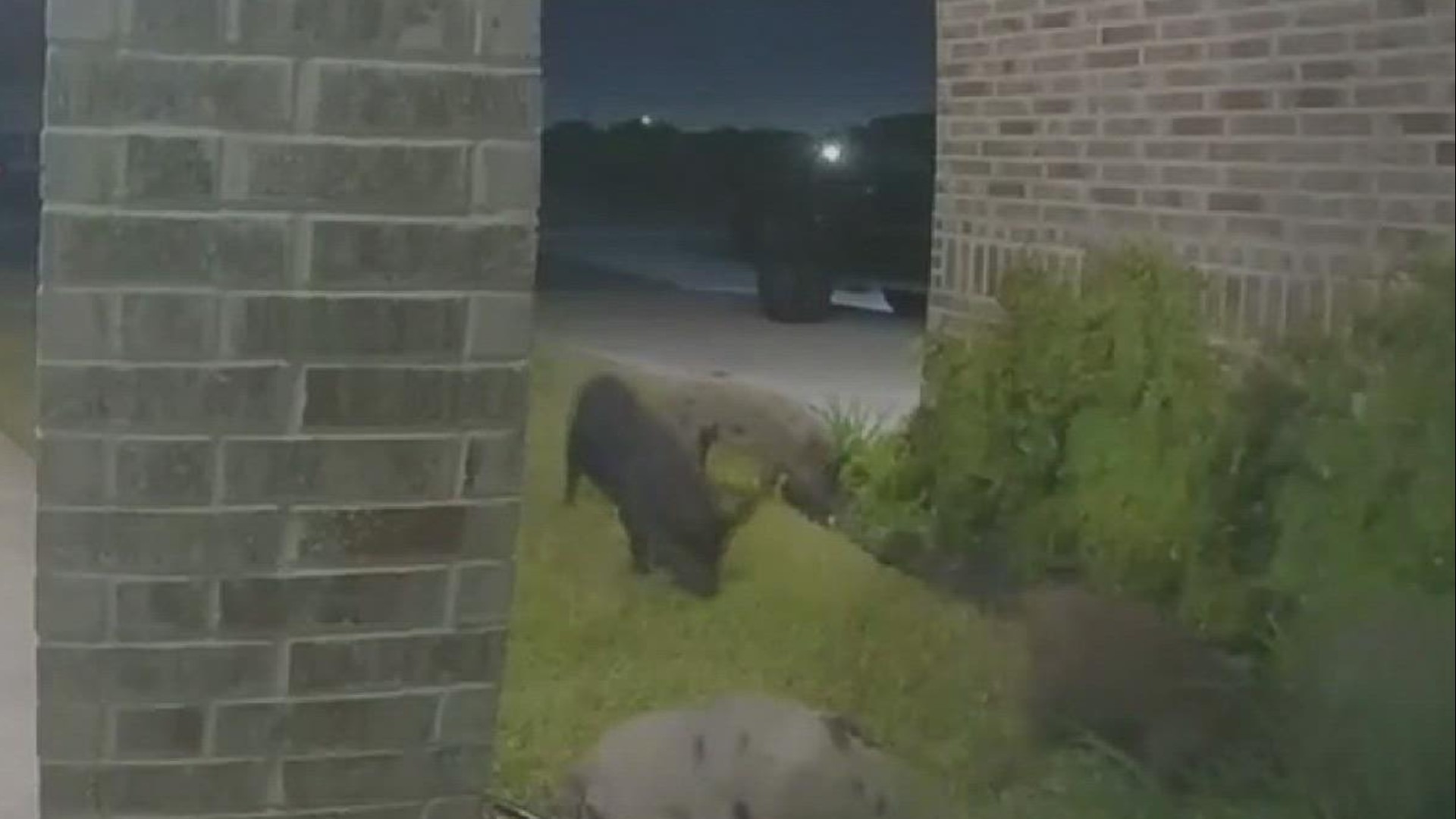 Wildlife experts say feral hogs have been an ongoing issue for housing development on the outskirts, as the wild animals have nowhere to go.