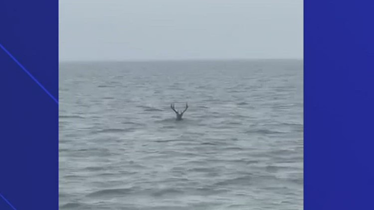 Buck seen swimming a mile out off Texas coast