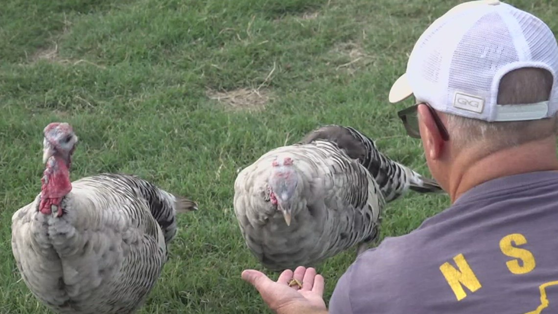 Avian flu confirmed at poultry farm in Madison County - Vimarsana News