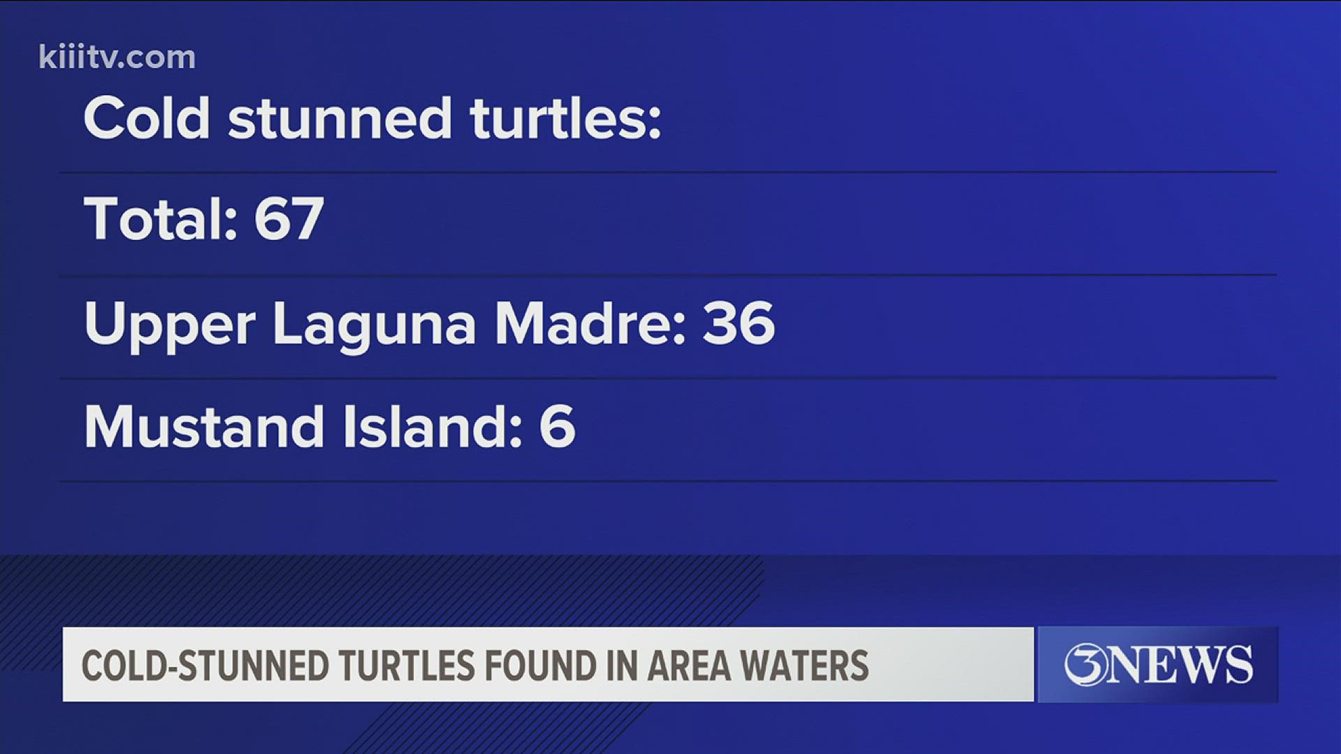 With water temperatures falling below 50-degrees, turtles can get slow, sluggish, and even stunned. More are washing up on Texas shores.