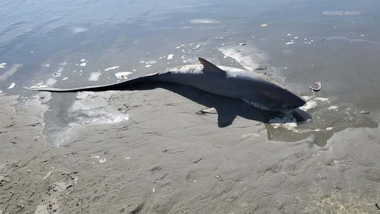 Shark found decapitated on Washington state beach