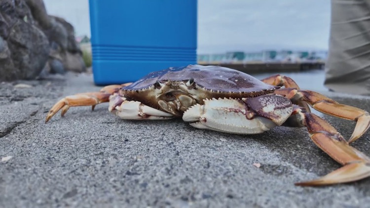Washington crabbers, check your catch: WDFW needs help tracking tagged crabs