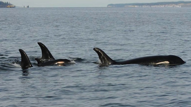 Watch out for orcas over Labor Day weekend, animal advocates urge