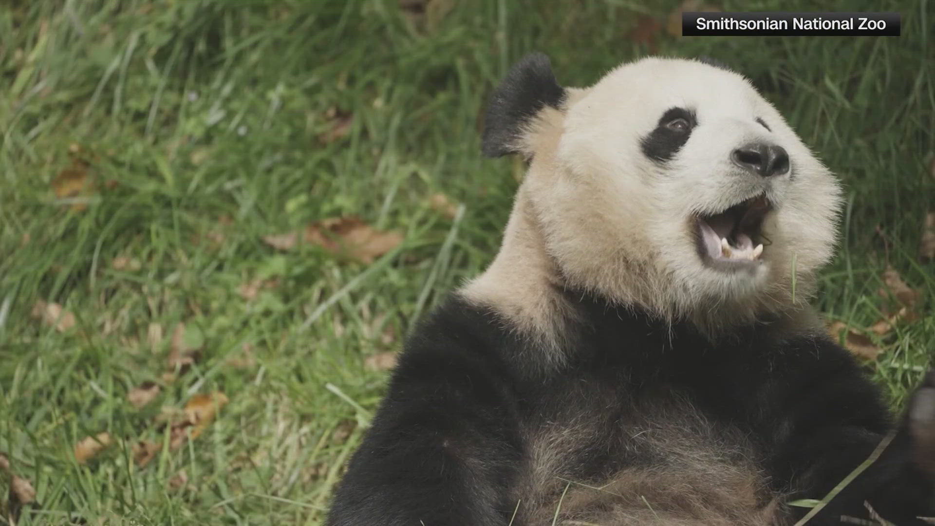 Bao Li and Qing Bao arrived at Dulles International Airport on Tuesday morning.