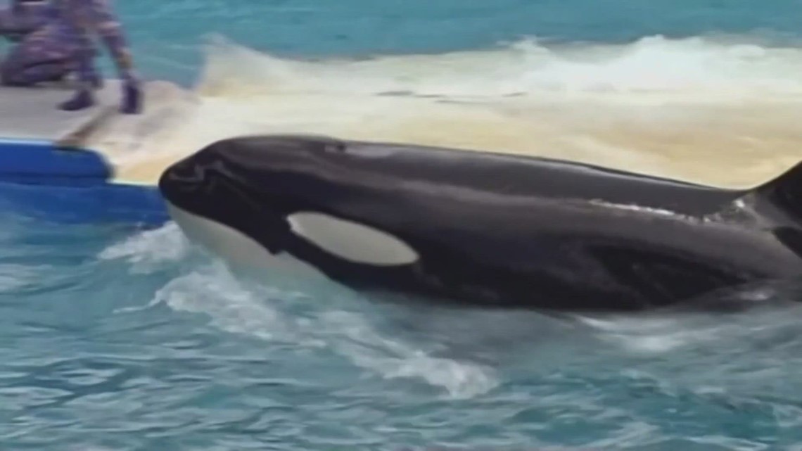 Tokitae, Southern Resident orca, dies after 53 years in captivity - Vimarsana News