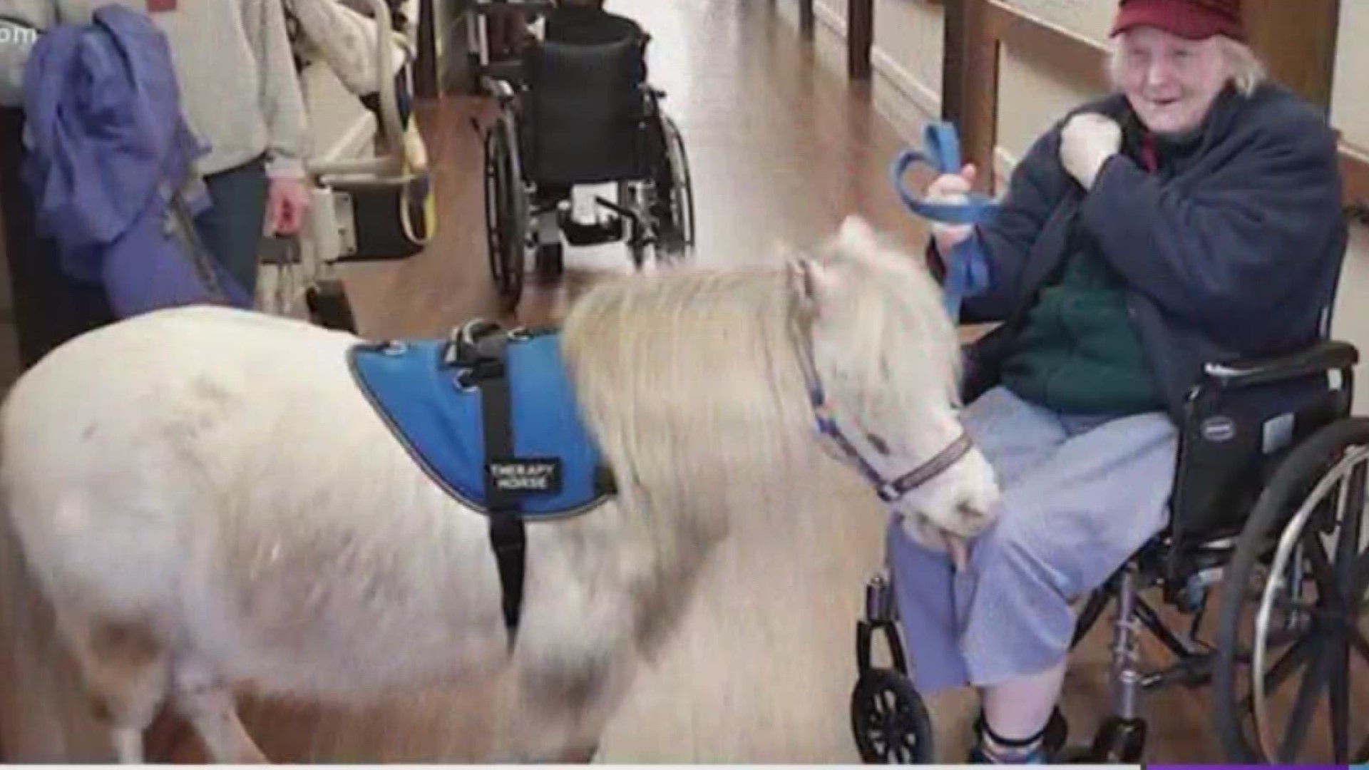 A local non-profit that brings therapy animals into nursing homes has been hit hard by coronavirus restrictions.