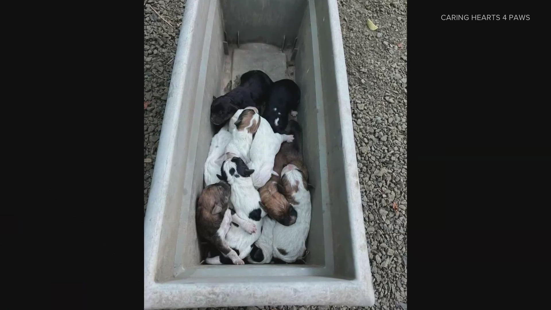 Caring Hearts 4 Paws dog rescue saves abandoned puppies