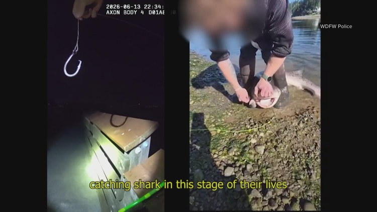 South Sound Fisherman Charged With Hauling Protected Sharks for Social Media Posts