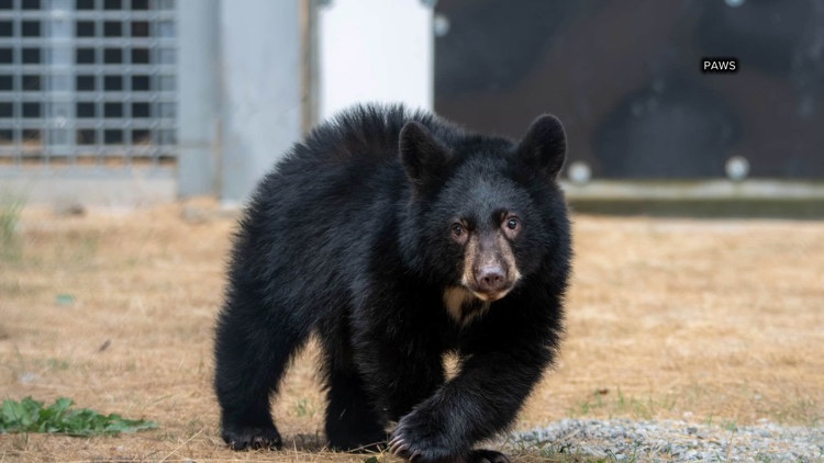 PAWS seeks help feeding 10 bear cubs on their path back to the wild