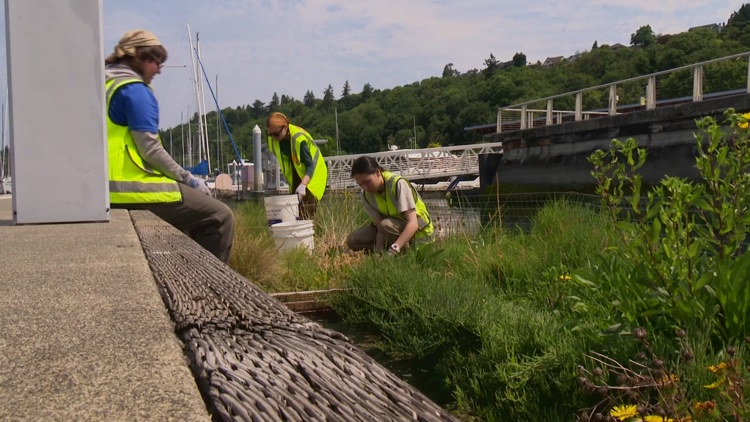 First floating wetland in Seattle aims to turn the tide for salmon