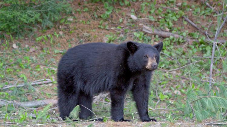 Man, child injured by black bear near Bellingham